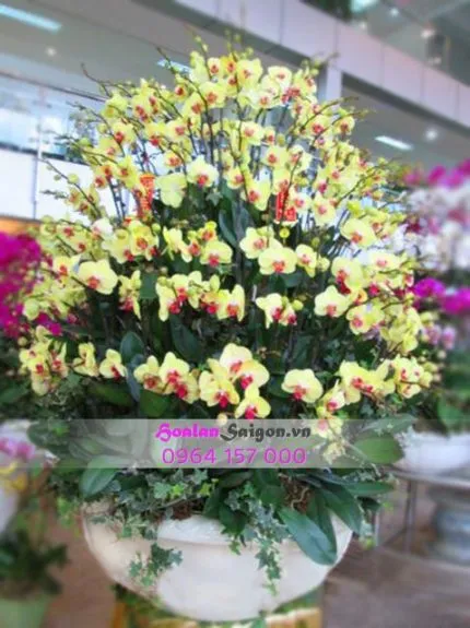 Sản phẩm TT198 430x575 — Hoa Lan Xuân Khang — MST 8058603190