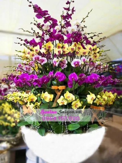 Sản phẩm TT199 430x573 — Hoa Lan Xuân Khang — MST 8058603190