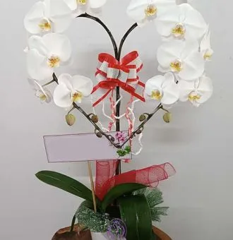 Sản phẩm Lan ho diep trang tt 330x340 — Hoa Lan Xuân Khang — MST 8058603190