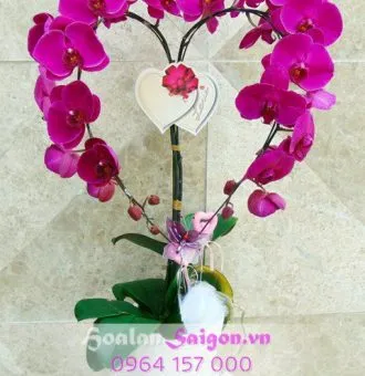 Sản phẩm TT201 330x340 — Hoa Lan Xuân Khang — MST 8058603190