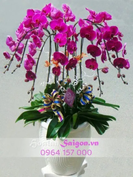 Sản phẩm TT210 430x572 — Hoa Lan Xuân Khang — MST 8058603190