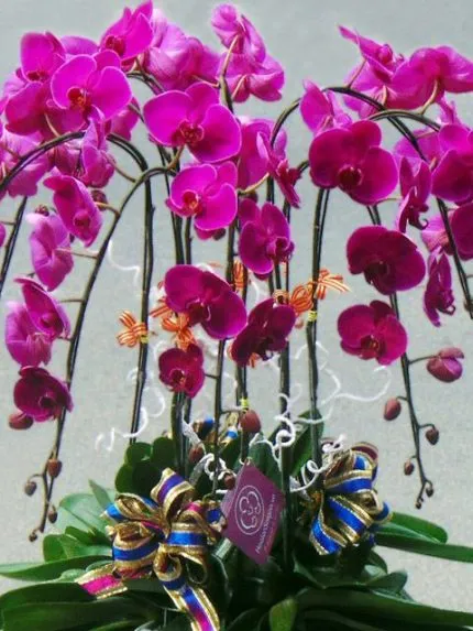Sản phẩm TT210B 430x573 — Hoa Lan Xuân Khang — MST 8058603190