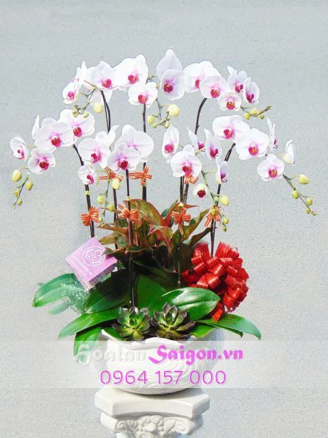 Sản phẩm TT212 — Hoa Lan Xuân Khang — MST 8058603190
