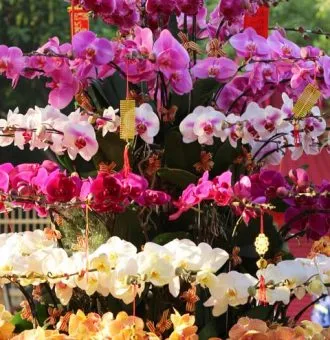 Sản phẩm TT213 new 2 330x340 — Hoa Lan Xuân Khang — MST 8058603190