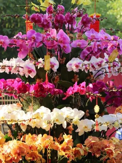 Sản phẩm TT213 new 2 430x573 — Hoa Lan Xuân Khang — MST 8058603190