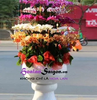 Sản phẩm TT213 new 330x340 — Hoa Lan Xuân Khang — MST 8058603190