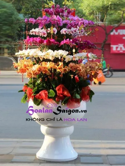Sản phẩm TT213 new 430x573 — Hoa Lan Xuân Khang — MST 8058603190