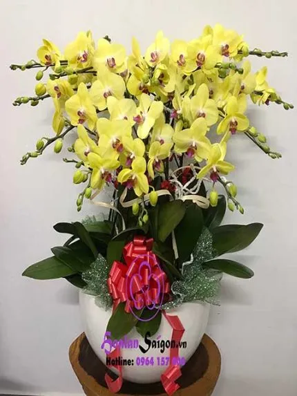 Sản phẩm lan ho diep vang 15c 430x573 — Hoa Lan Xuân Khang — MST 8058603190
