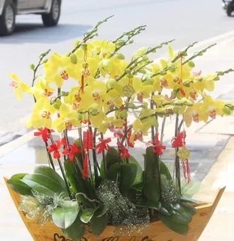 Sản phẩm 16 canh vang chau thuyen hoa tet 330x340 — Hoa Lan Xuân Khang — MST 8058603190