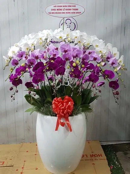 Sản phẩm 20 cay 2 430x573 — Hoa Lan Xuân Khang — MST 8058603190