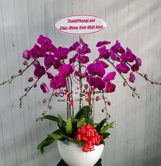Sản phẩm 7 canh tim 330x340 — Hoa Lan Xuân Khang — MST 8058603190