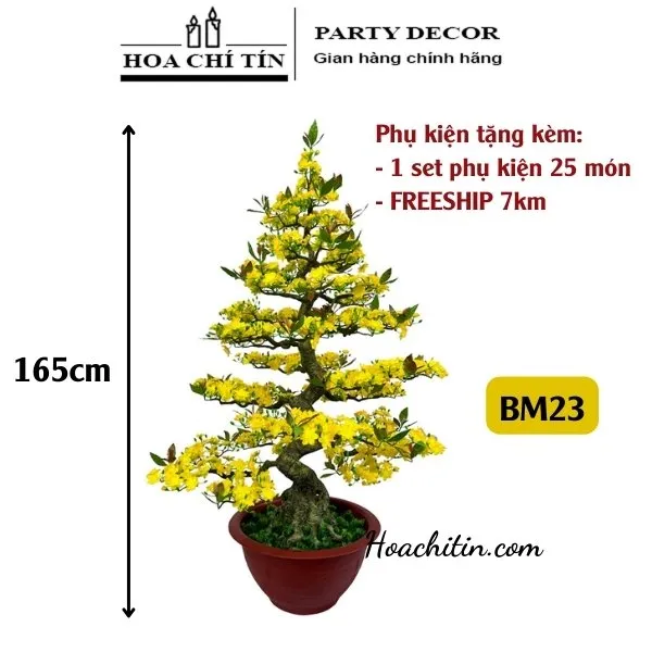 Sản phẩm cay mai bonsai gia hoa vai cao cap trang tri tet BM23 — Công Ty TNHH Hoa Chí Tín — MST 8071022685