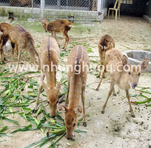 Sản phẩm huou con giong — Hợp Tác Xã Dịch Vụ Và Chăn Nuôi Hươu Sơn Diệm — MST 8082838210