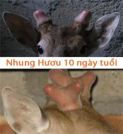 Sản phẩm infoReal.vn.JPG — Hợp Tác Xã Dịch Vụ Và Chăn Nuôi Hươu Sơn Diệm — MST 8082838210