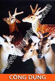 Sản phẩm cong dung — Hợp Tác Xã Dịch Vụ Và Chăn Nuôi Hươu Sơn Diệm — MST 8082838210
