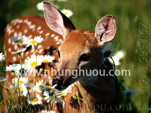 Sản phẩm deer(huou_cai_giong) — Hợp Tác Xã Dịch Vụ Và Chăn Nuôi Hươu Sơn Diệm — MST 8082838210