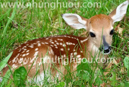 Sản phẩm deer(huou_duc_giong) — Hợp Tác Xã Dịch Vụ Và Chăn Nuôi Hươu Sơn Diệm — MST 8082838210