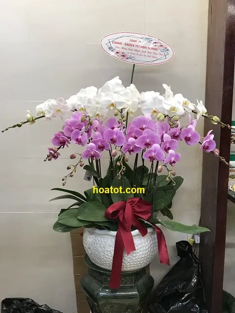 Sản phẩm z1663532529275_e6a53b2050a1ab45a8c0f78d3538ad6b — Công Ty Hoa Tốt — MST 8351305291